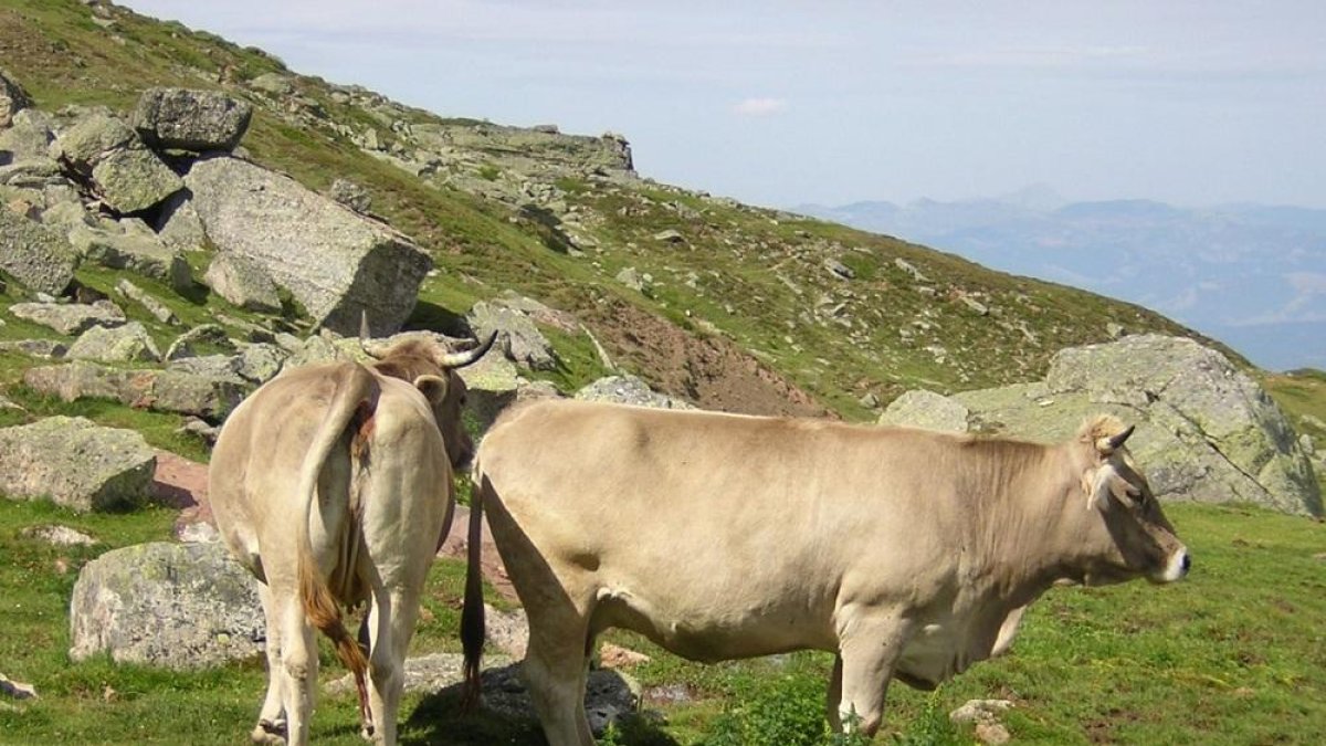 Dos ejemplares de la raza Parda de Montaña pastando en extensivo.-FERPAM