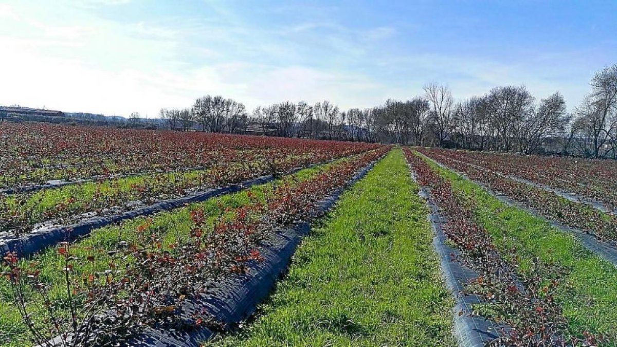 Cultivo de arándano en Candeleda (Ávila).-E.M.