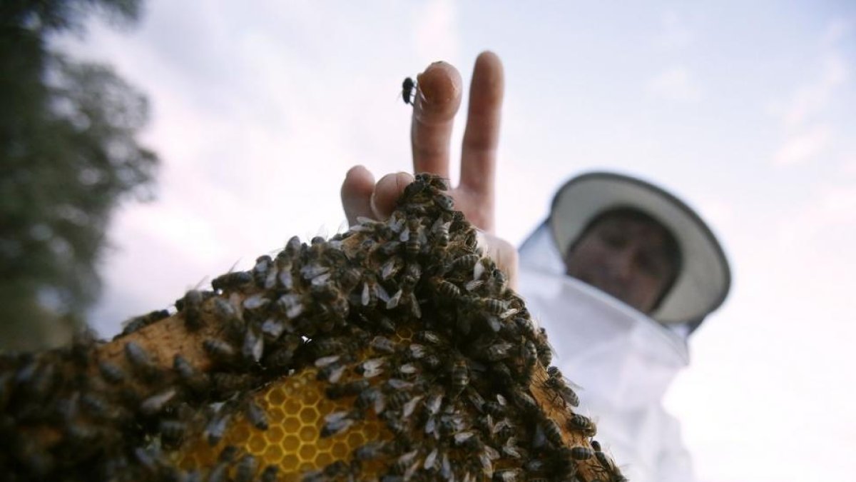 Franscico Javier Fernández, responsable del sector de la Alianza, con sus abejas en su explotación de Salamanca.-ENRIQUE CARRASCAL