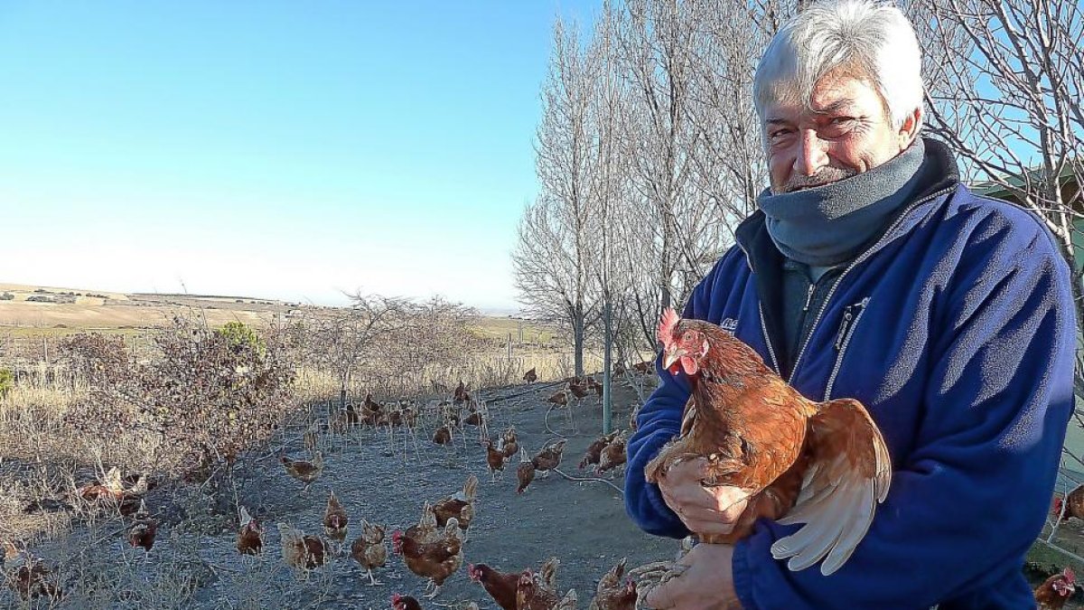 Guillermo Aragoneses muestra una de las gallinas de la raza isa brown que cría en ecológico.-T.S.T.
