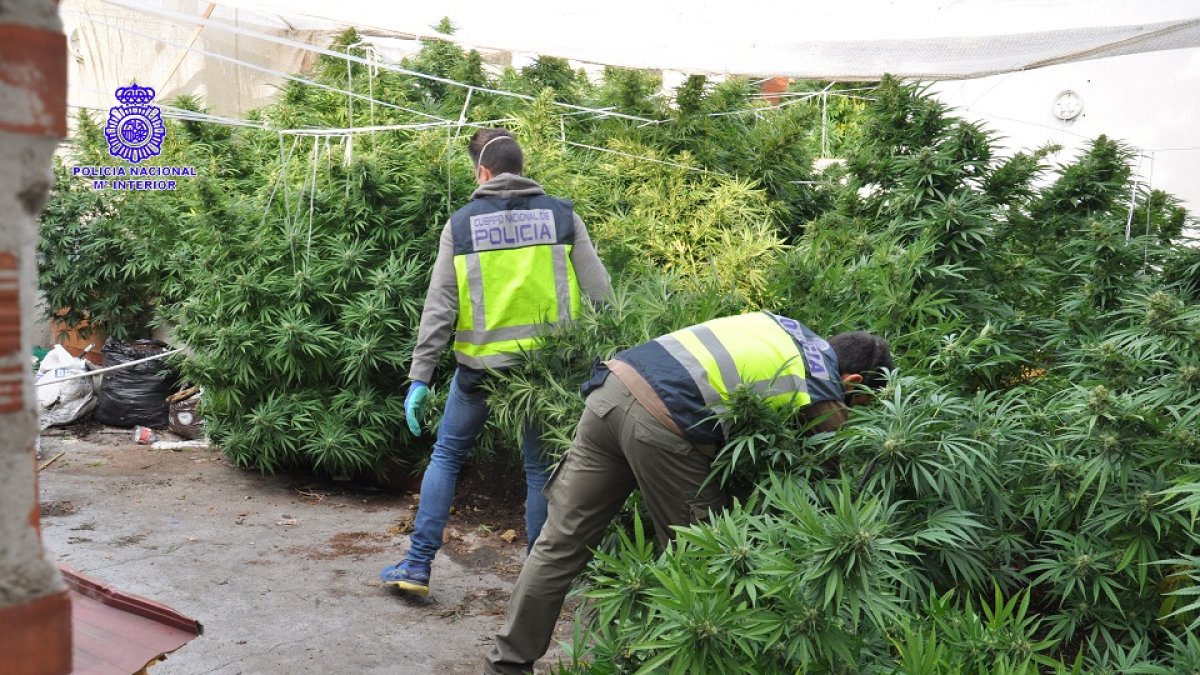 Efectivos de la Policía Nacional durante el desmantelamiento de la plantación de marihuana. - E. M.