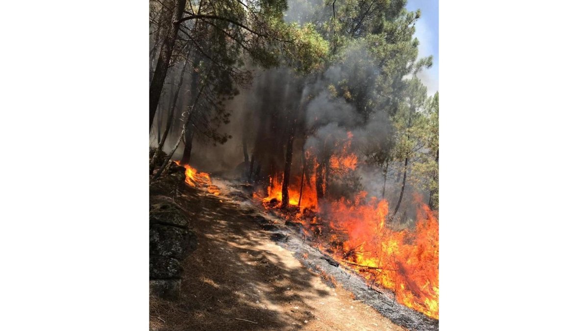 Incendio en Gavilanes-ICAL