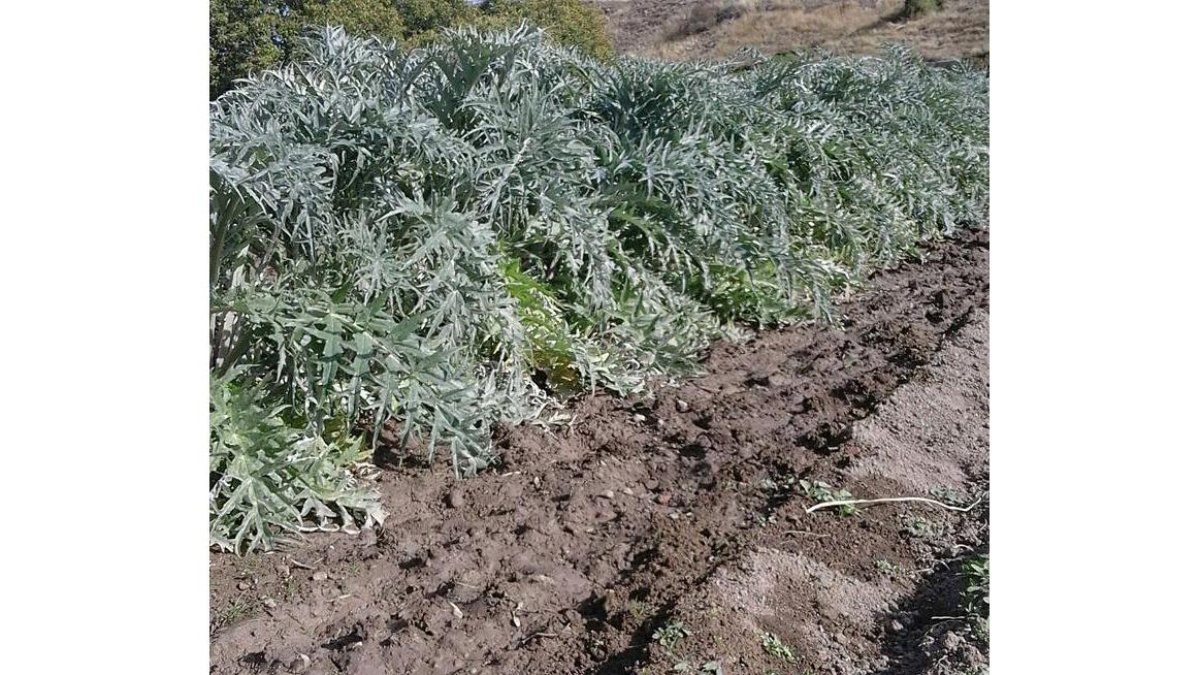 Los cardos rojos en estado natural antes del ‘aporcado’.-E.M.