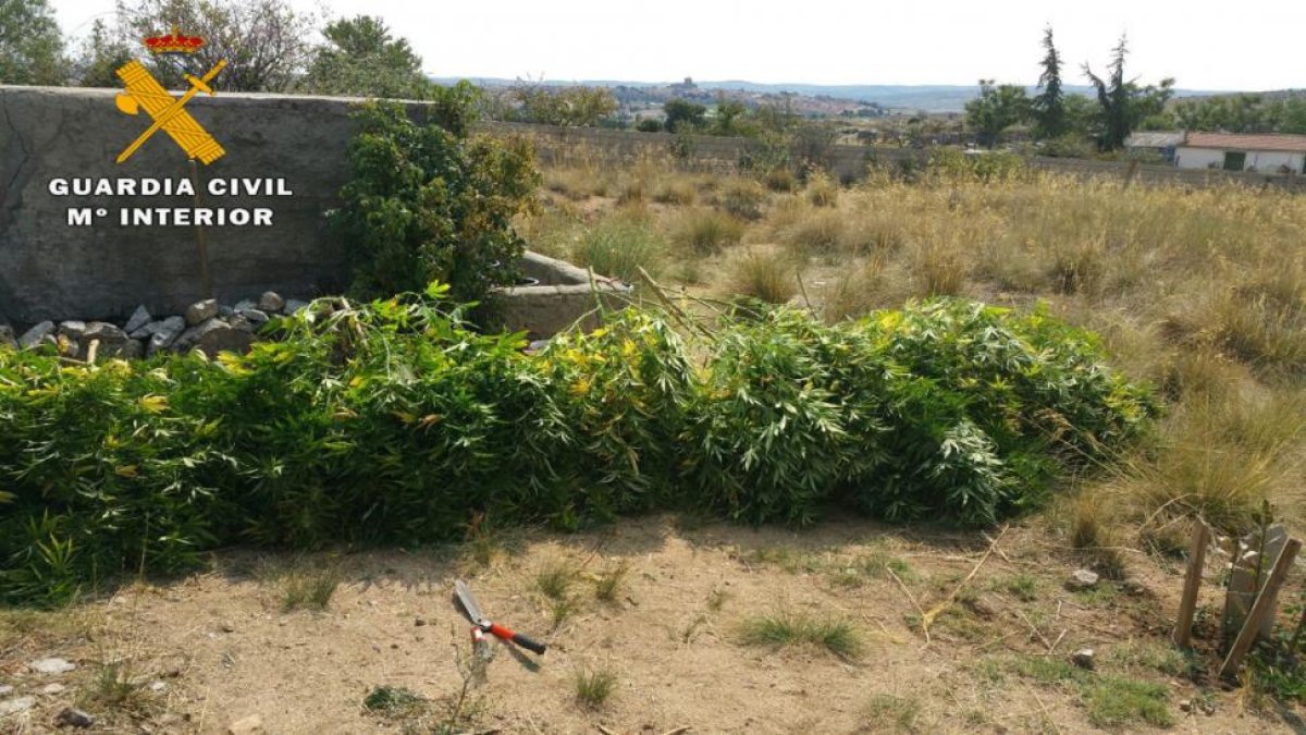 La Guardia Civil de Ávila incauta 63 plantas de marihuana en lo que llevamos de mes en la provincia de Ávila.-ICAL