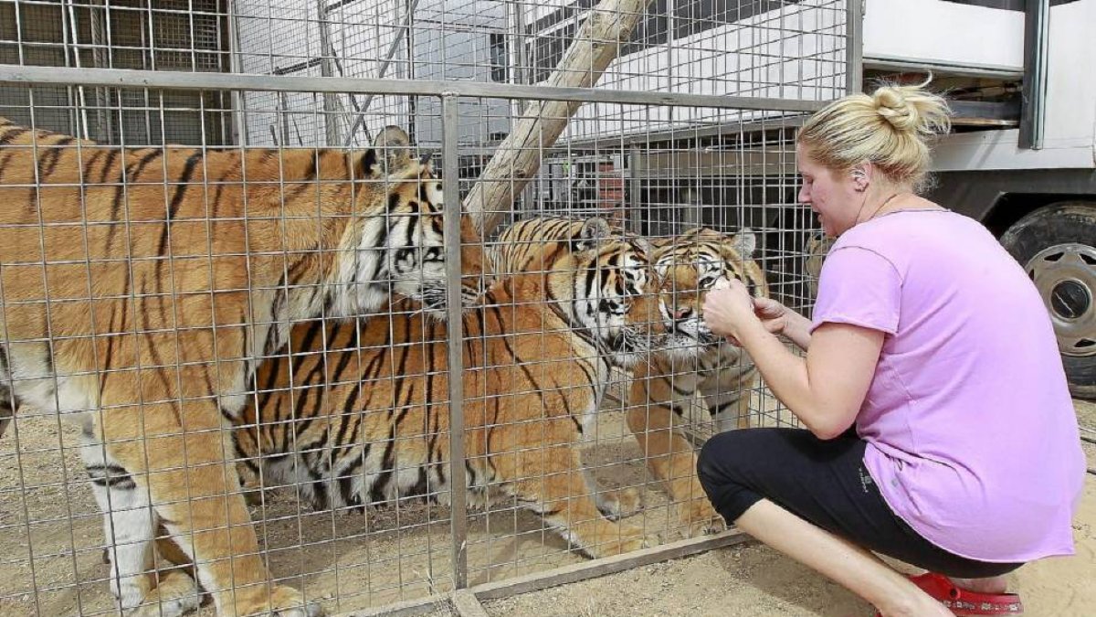 Una trabajadora del circo alimenta a los tigres en las instalacionse del Gran Circo Holiday que inicia hoy sus funciones junto al Real de la Feria.-J. M. Lostau