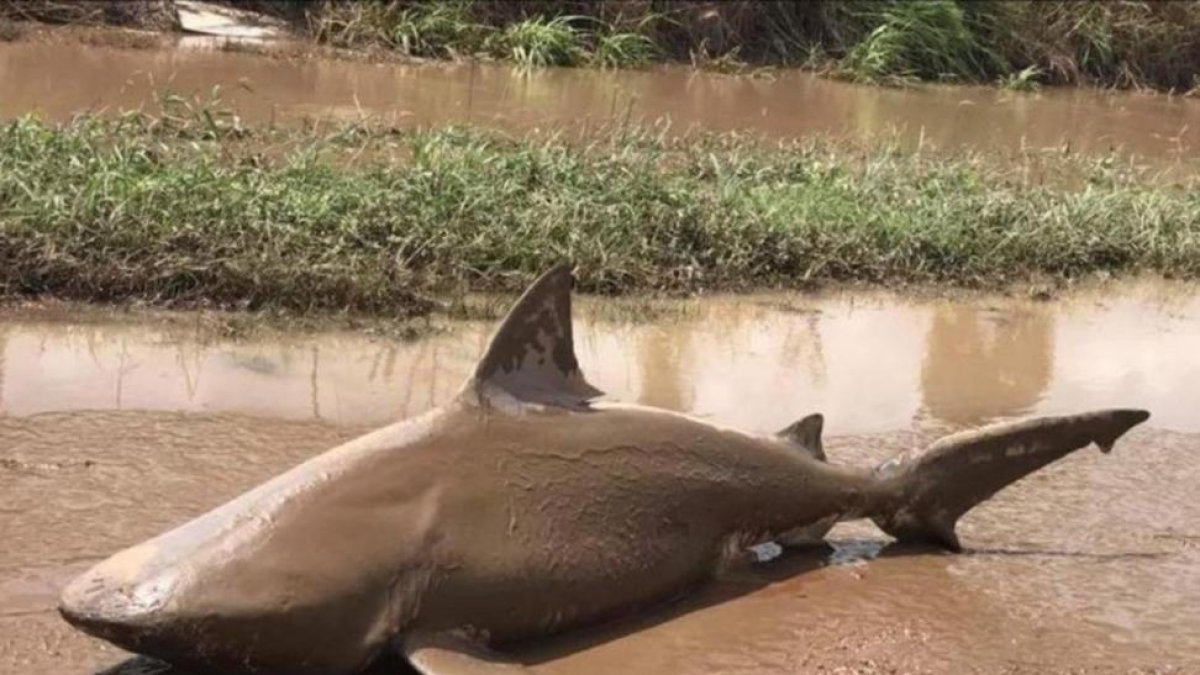 El tiburón toto en medio de la carretera rural de Ayr, en Queensland, Australia.-