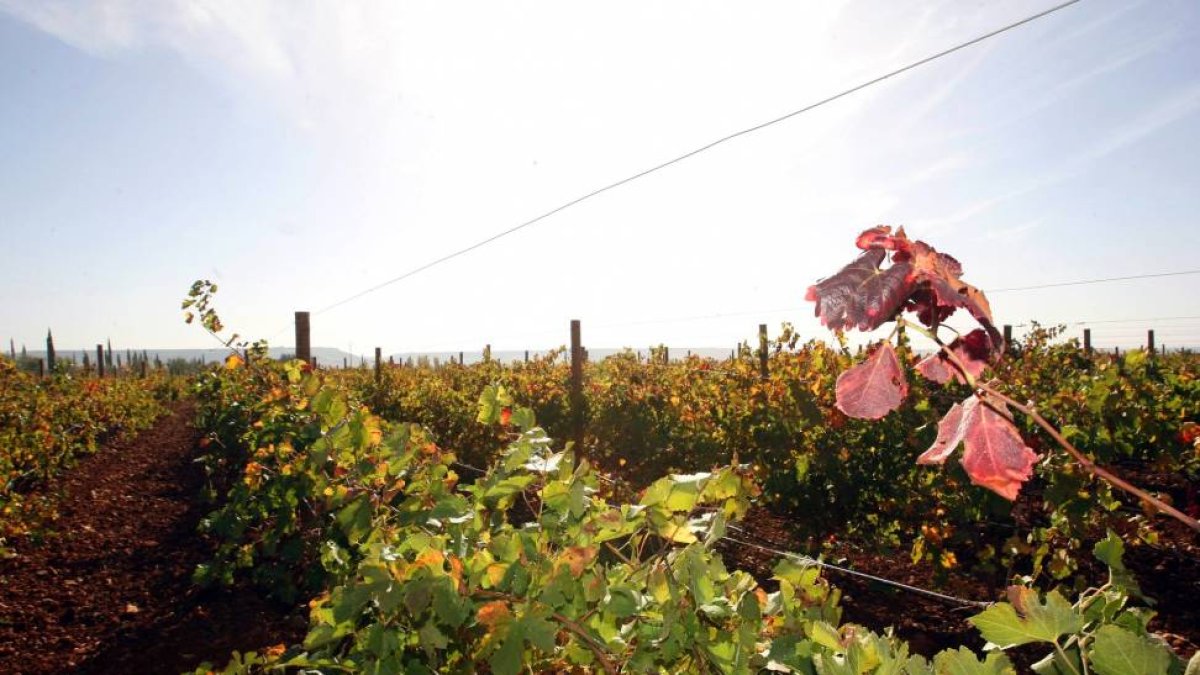 Viñedos en la bodega Heredad de Urueña-Ical