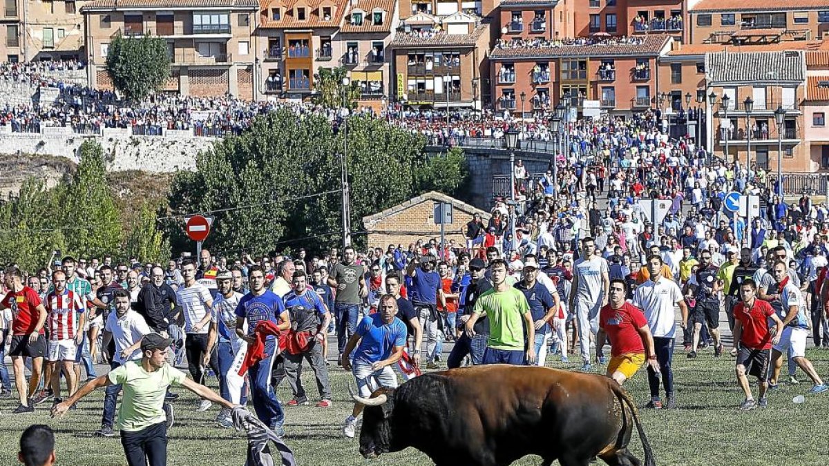 Un mozo cita a ‘Príncipe’, el morlaco de 630 kilos, sobre el césped de la rotonda del puente sobre el Duero, ayer en Tordesillas.-J.M. LOSTAU
