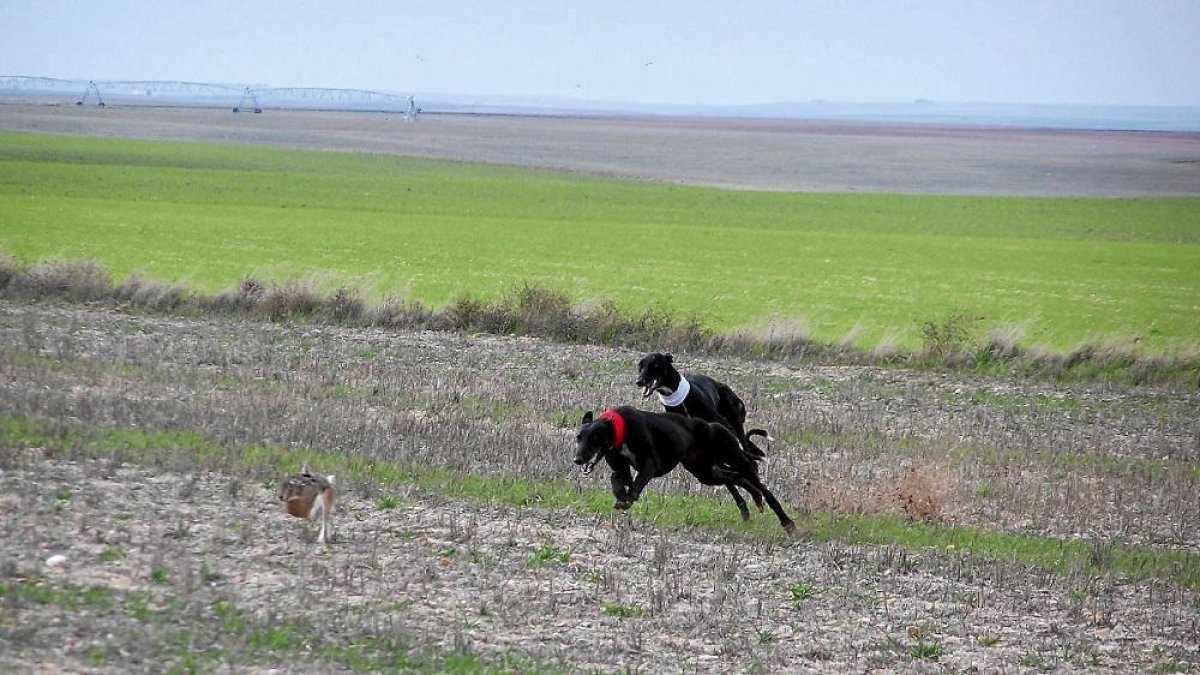 Liebres y galgos se citarán el día 26 en Aldeaseca para las finales regionales.-LEONARDO DE LA FUENTE