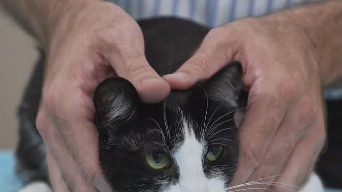 La Audiencia de Valladolid revoca la sentencia que condenó a un hombre por dejar escapar el gato de su expareja-