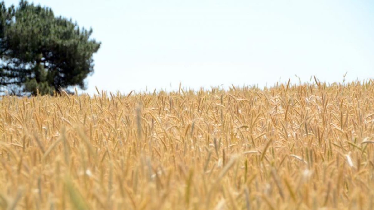 Aspecto que presentaban las explotaciones de cereal de Campo de Gómara hace unos días.-ÁLVARO MARTÍNEZ
