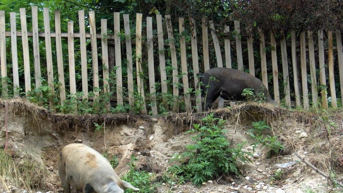 Un cerdo busca alimento en una explotación al aire libre. A su lado, un jabalí hace exactamente lo mismo.-ECB