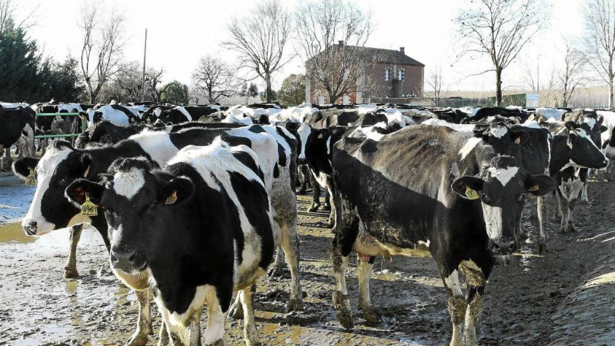 Granja de vacas frixonas en San Isidro de Dueñas (Palencia)-El Mundo