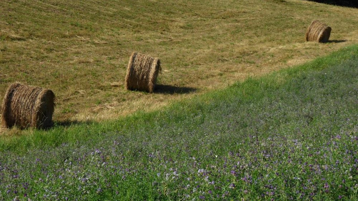 Campo de alfalfa forrajera durante los últimos compases de la campaña, que muestra excelentes resultados en términos de producción para el campo castellanoleonés.-ECB