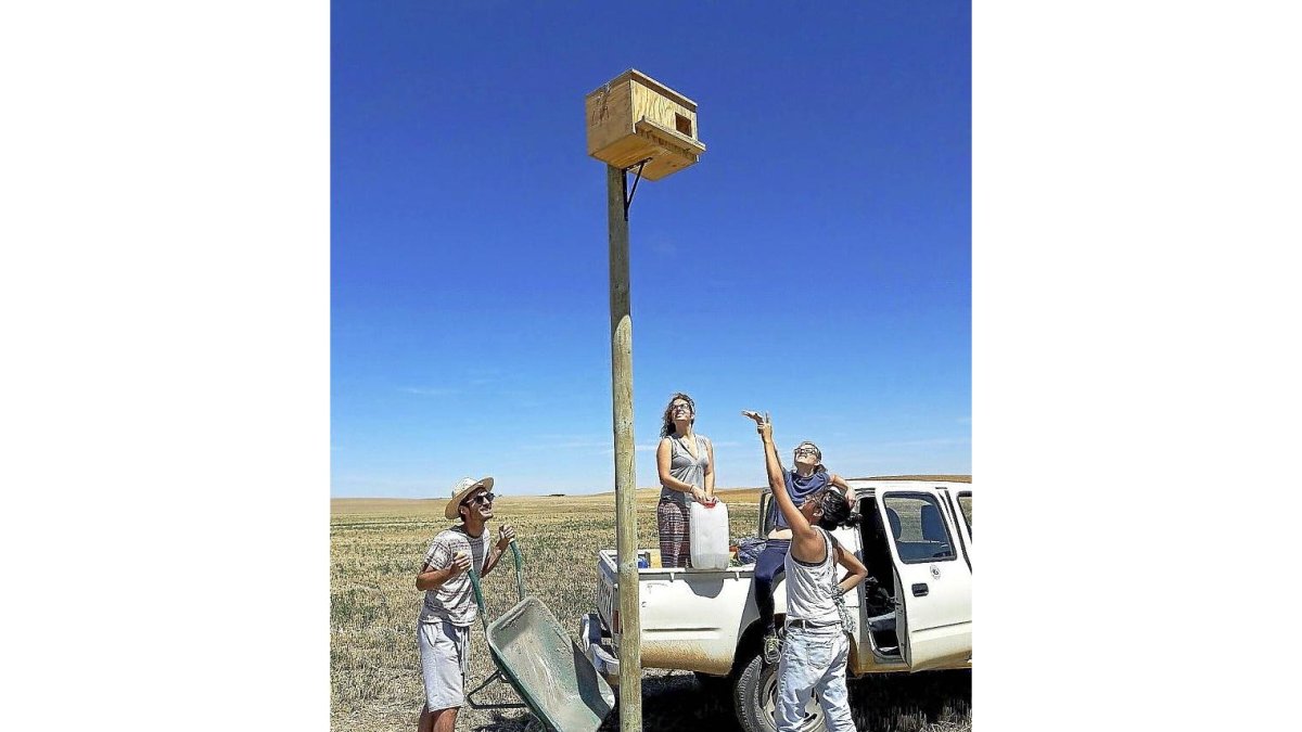 Voluntarios internacionales trabajan por la biodiversidad en Villalar de los Comuneros.-ICAL