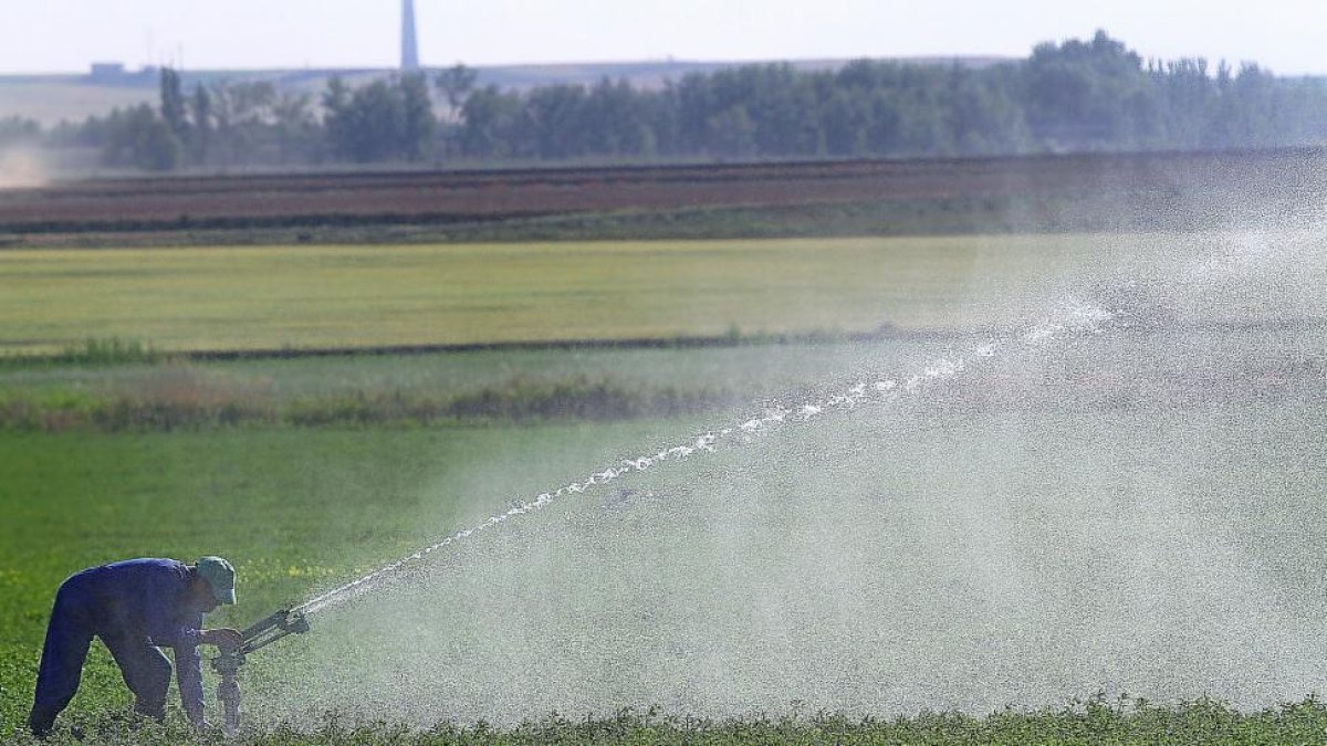 Un agricultor regando alfalfa en Becerril de Campos (Palencia), en la cuenca del Carrión.-BRÁGIMO