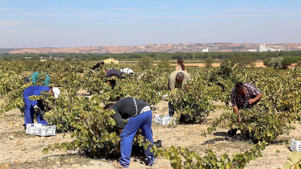 Jornaleros durante la vendimia en una bodega de la Denominación de Origen Toro. Eduardo Margareto / ICAL