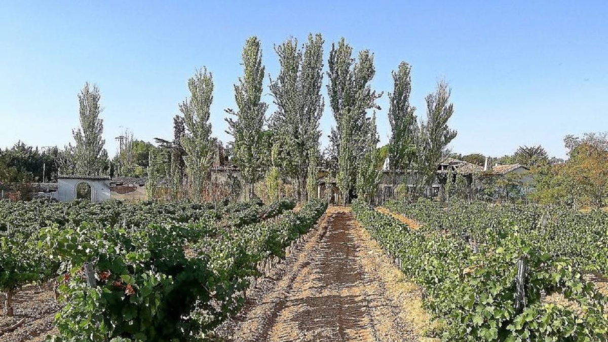 Pago de El Berrocal, único del término de Valladolid, en la DO Cigales.-EL MUNDO