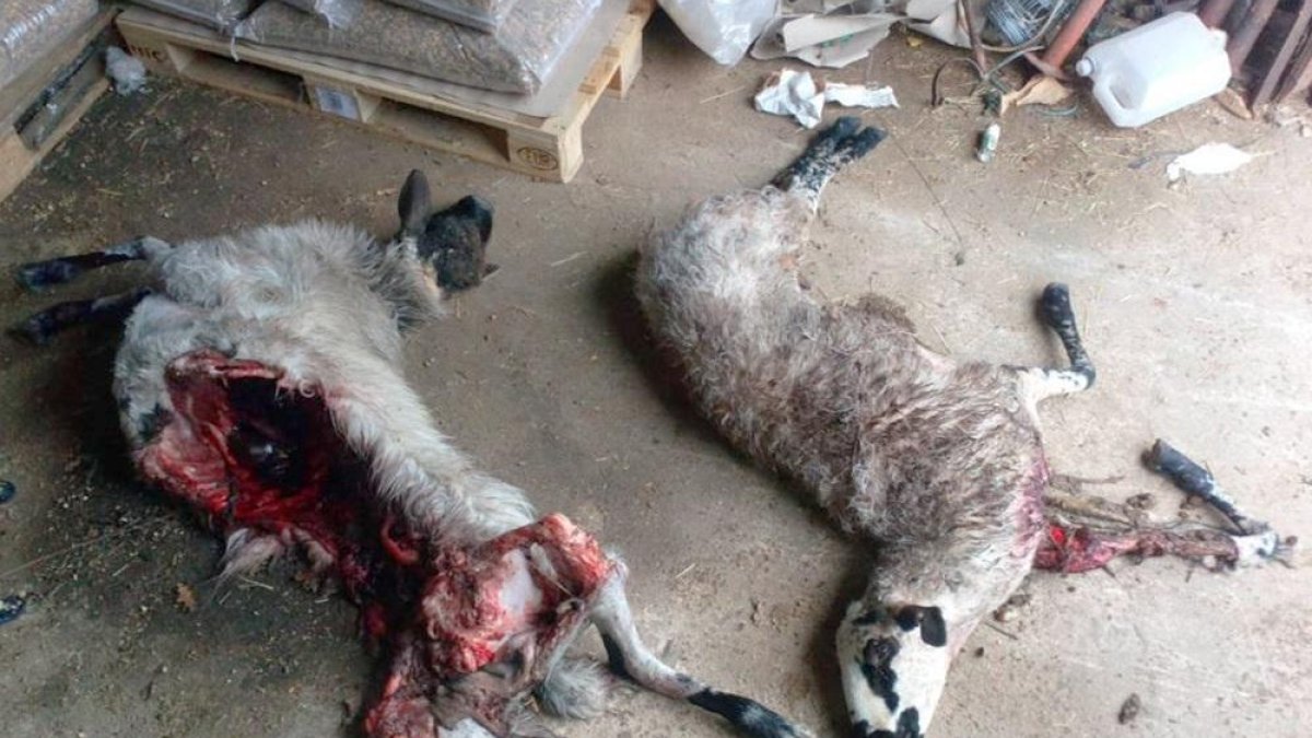 Dos de los animales atacados en el municipio burgalés de Riocabado.-UCCL