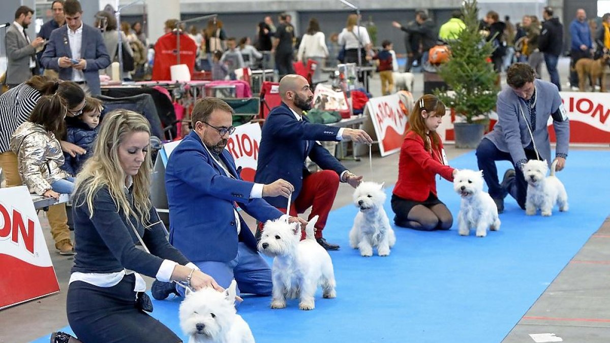 Algunos de los perros participantes durante una exposición.-J. M. LOSTAU