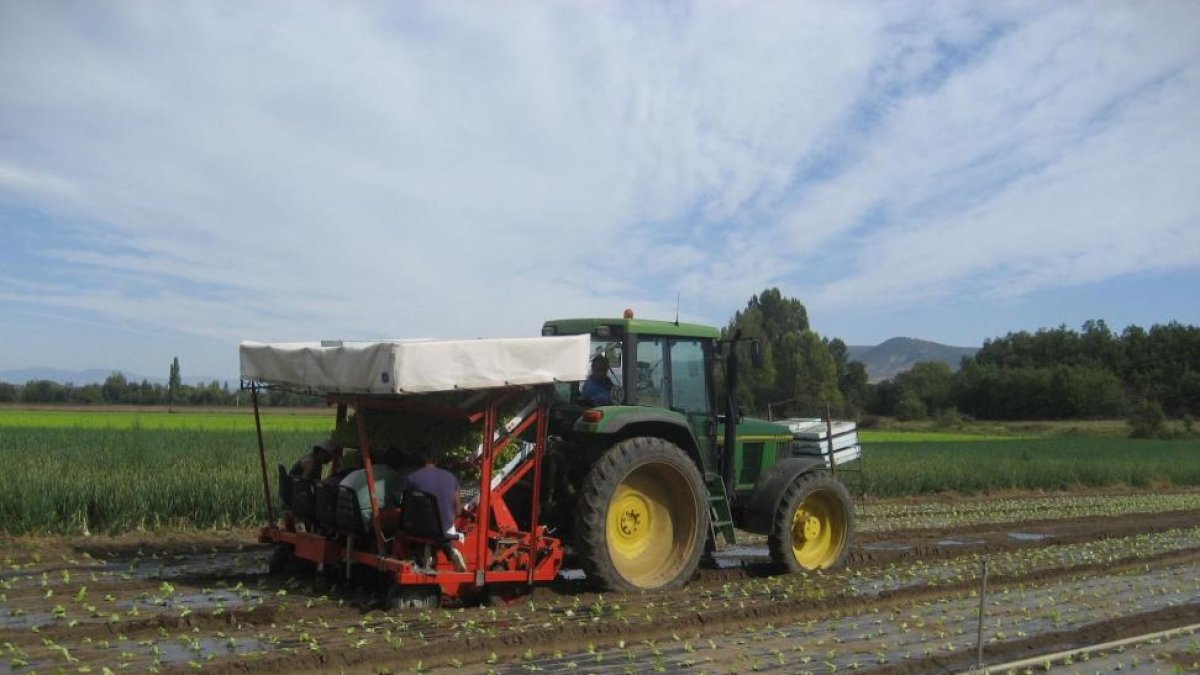 Plantación de lechugas en la comarca burgalesa de Las Merindades, la zona más fructífera de la provincia gracias al impulso de sus productores.-LECHUGA DE MEDINA
