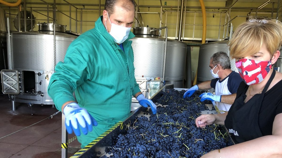 Mesas de selección de uva en la Bodega Familiar Liberalia.