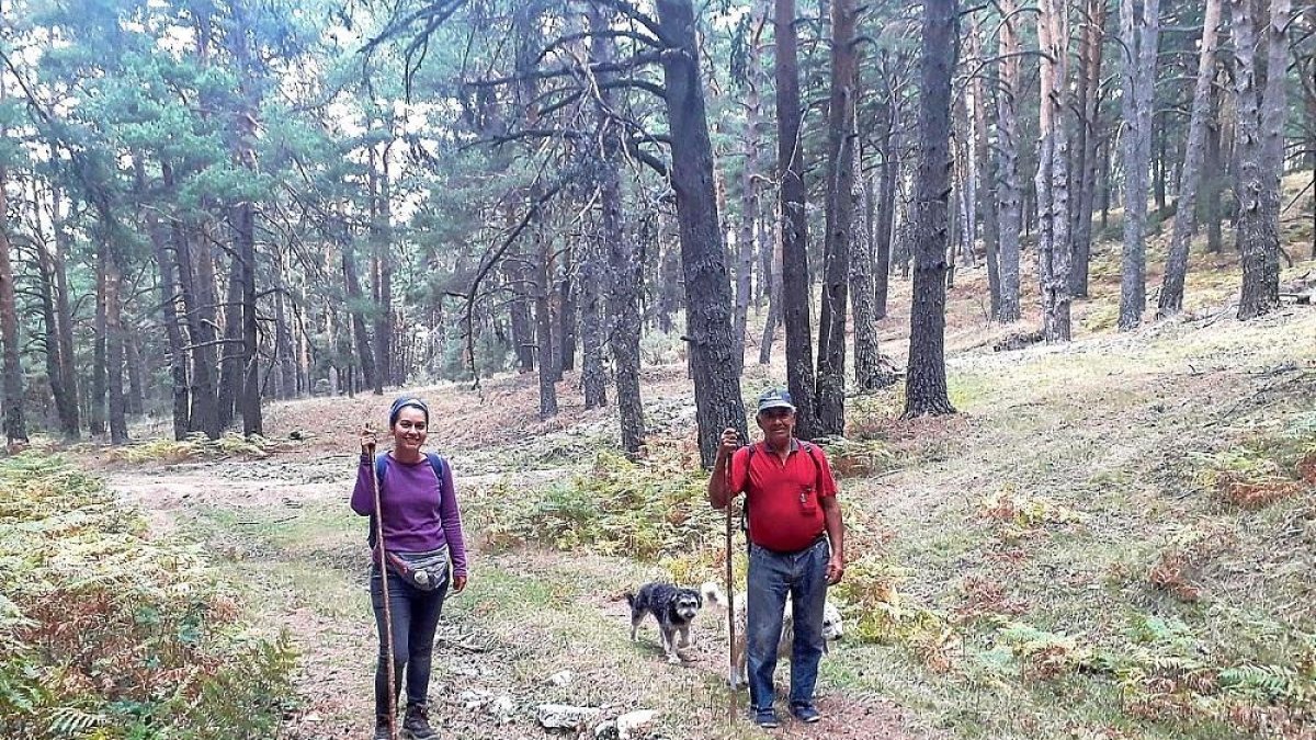 Los pastores dirigen a las ovejas junto a sus perros.-