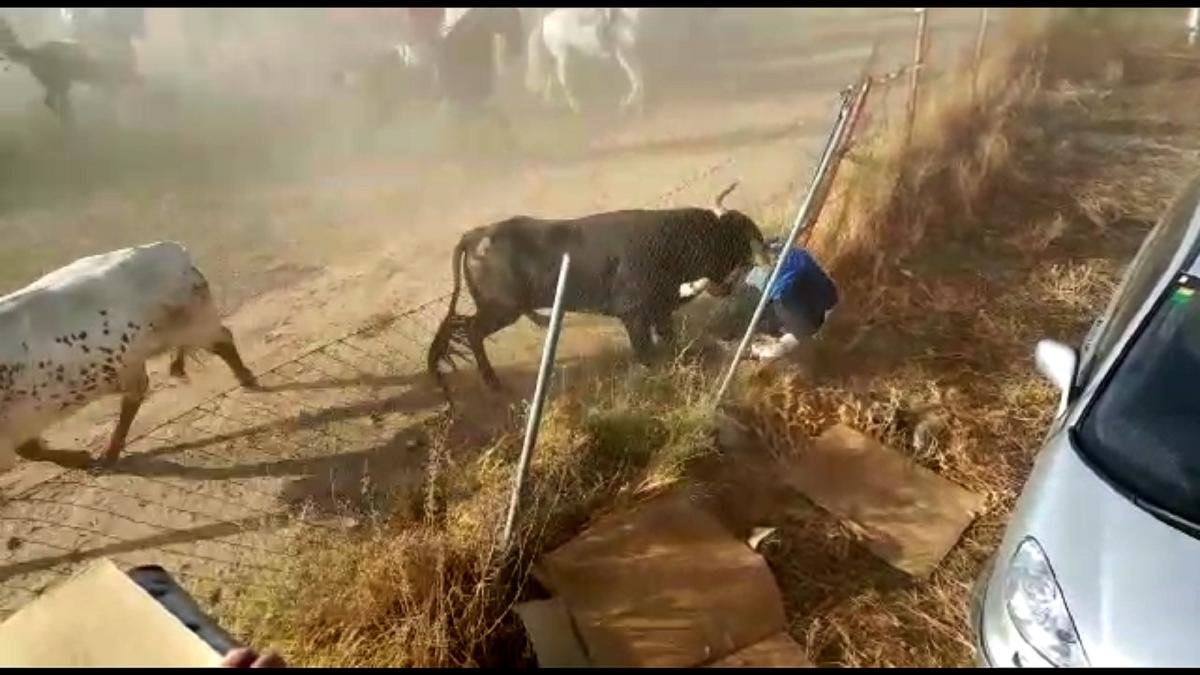 Una persona resulta herida de gravedad en el encierro de hoy en Medina del Campo.-ICAL