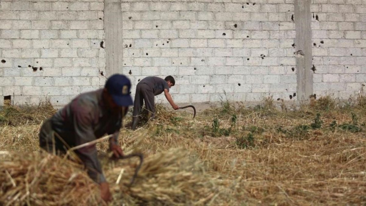 Recogida de la cosecha de trigo a las afueras de Damasco.-EPA / MOHAMMAD BADRA