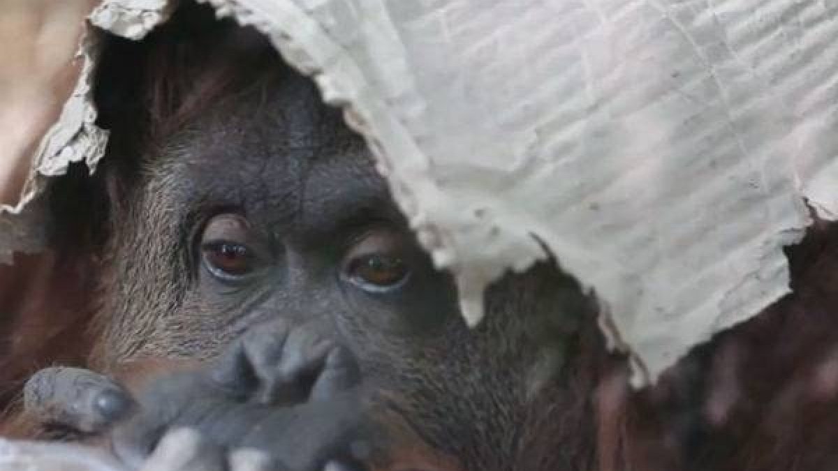 Sandra, la orangután que lleva desde 1994 recluida en un zoológico de Argentina.-Foto: ATLAS