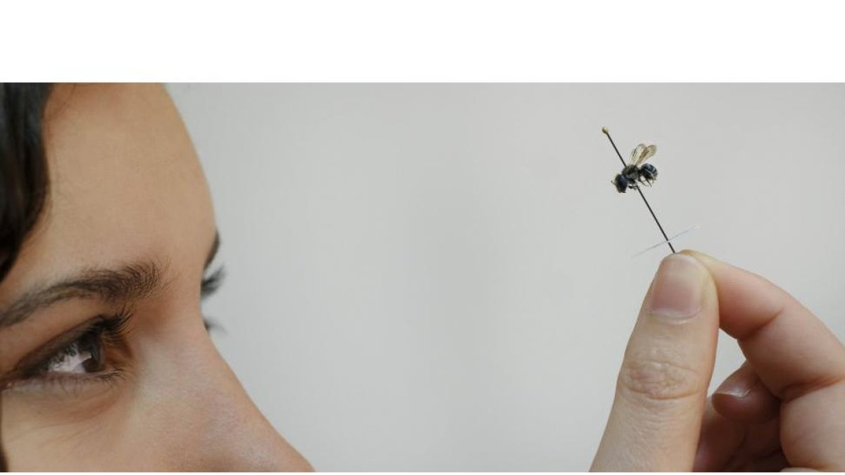 Natalia Rosas observa una abeja en las instalaciones de la Universidad de Salamanca.-ENRIQUE CARRASCAL