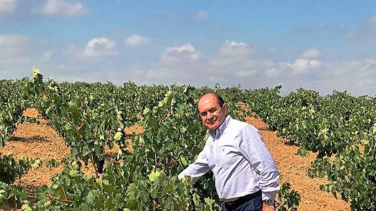 José Luis Rodríguez, presidente de Heredad de Urueña, en uno de los viñedos de la bodega.-EL MUNDO