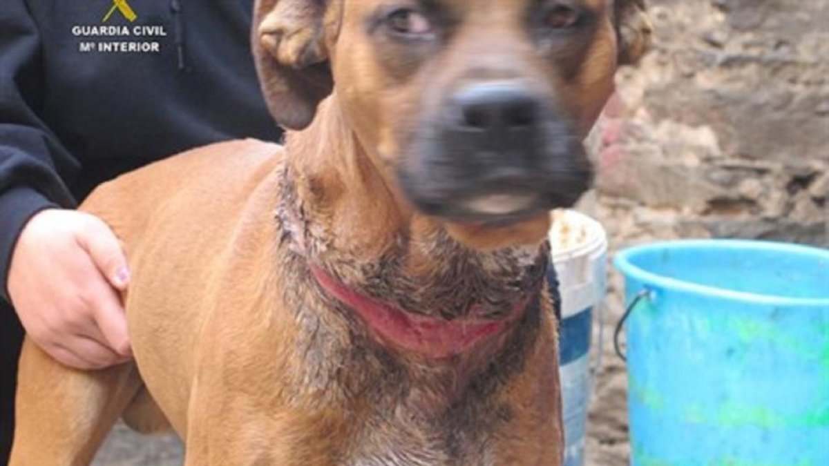El animal fue recogido por la Guardia Civil.-GUARDIA CIVIL / EUROPA PRESS