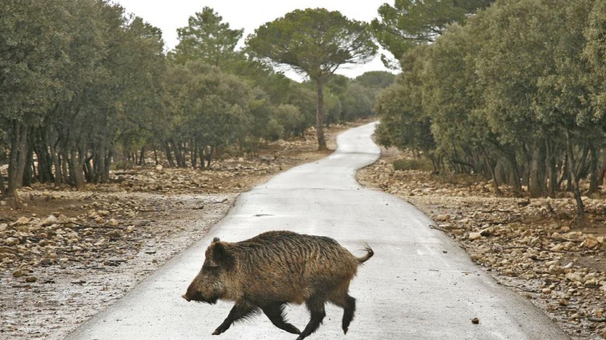 Un jabalí atraviesa una carretera de la Comunidad.-ICAL