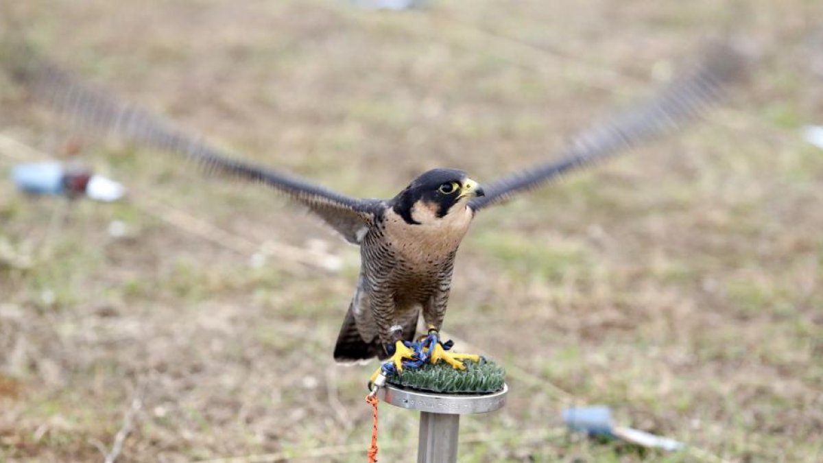 Ejemplar de halcón peregrino.-ICAL
