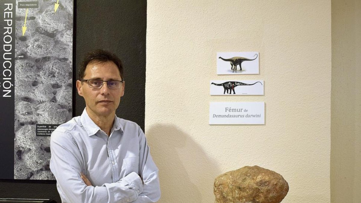 El experto Fidel Torcida, con raíces en la comarca salense, en una de las dependencias del Museo de los Dinosaurios de Salas de los Infantes (Burgos) -que dirige desde hace 17 años-, junto a un hueso del Demandasaurus.-E. M.