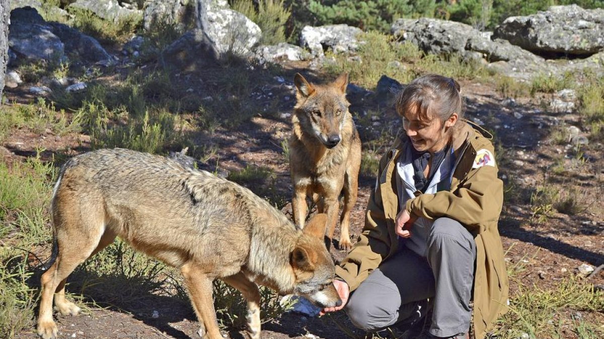 La veterinaria Silvia Martín Ferrero, con algunos ejemplares del Centro del Lobo Ibérico de Castilla y León, en Robledo, que está muy cerca de la localidad zamorana de Puebla de Sanabria.-ARGICOMUNICACIÓN