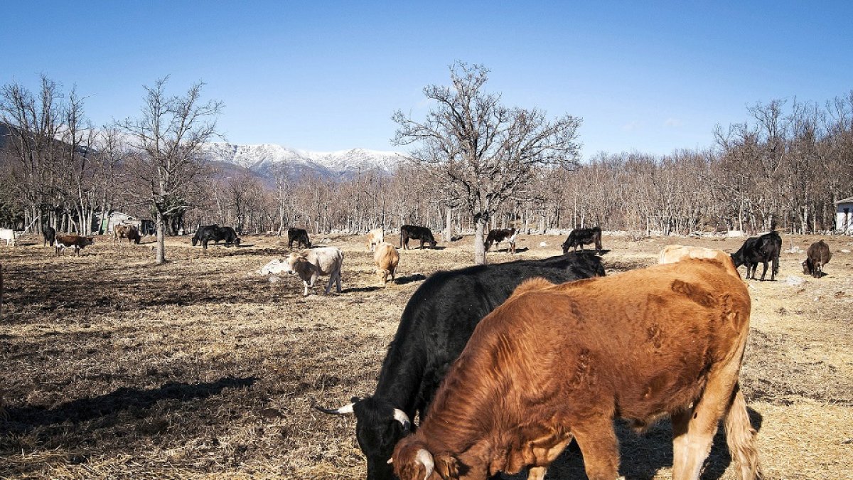 Una manada de vacas, bueyes y terneros de diferentes razas pasta al aire libre en una explotación de vacuno al pie de la montaña. / E. M.