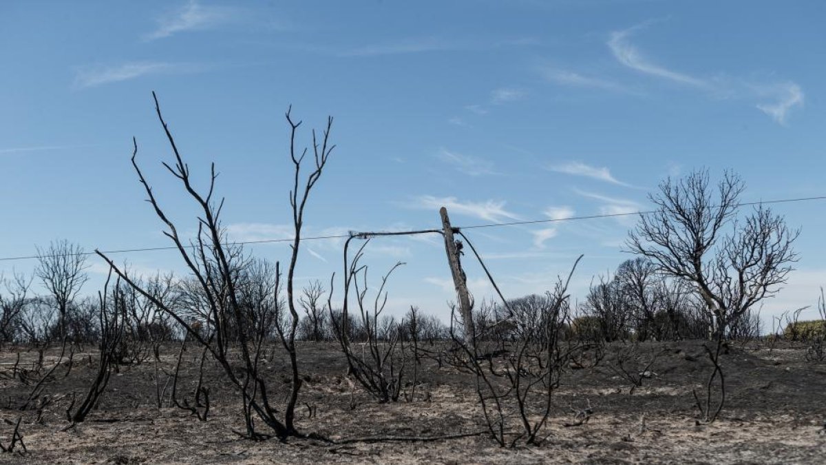 Imagen del incendio en Pino del Oro.-ICAL