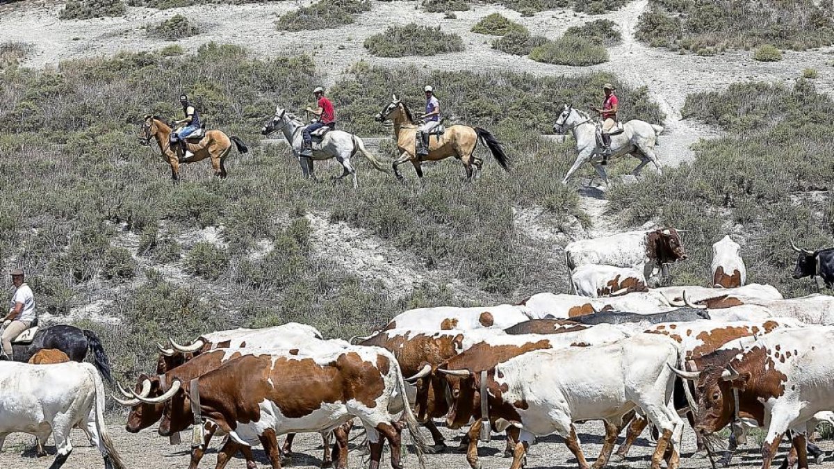 Algunos de los caballistas guían desde una ladera al rebaño de bueyes a su paso por las afueras de la localidad.-PABLO REQUEJO