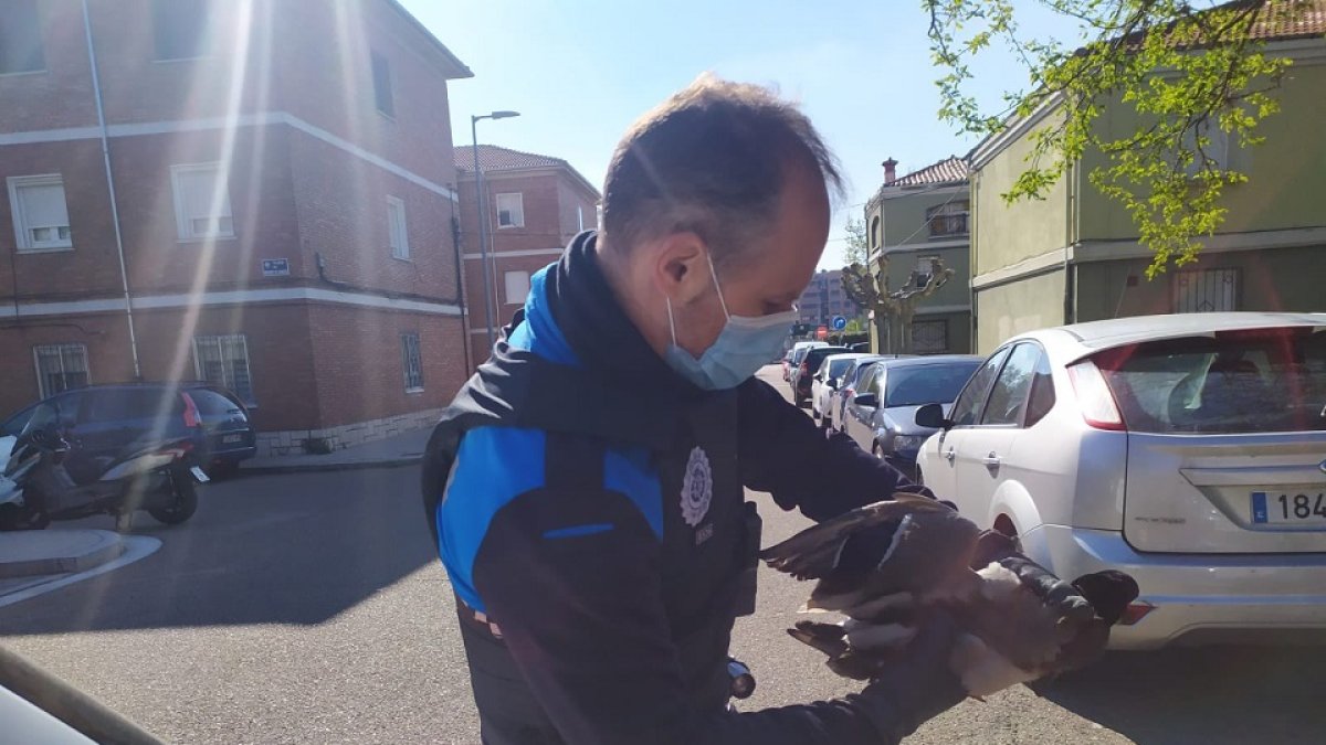 La Policía de Valladolid rescata a un pato herido. / E.M.