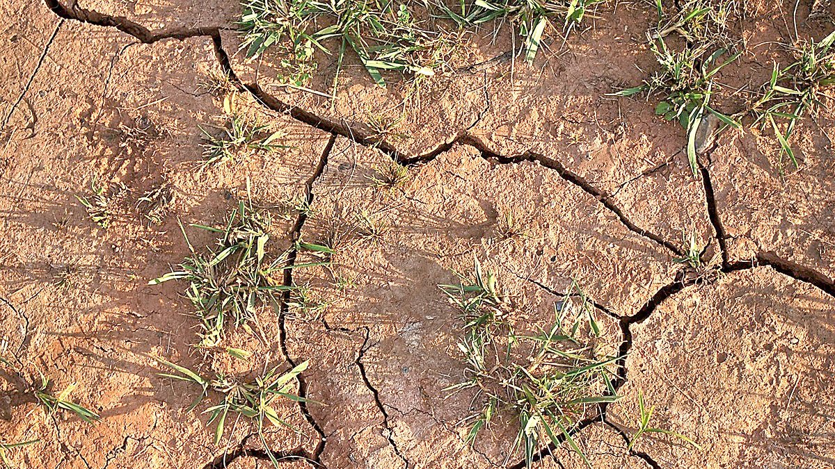Brotes de cereal de secano en una tierra cuarteada por falta de precipitaciones. -UNIÓN DE UNIONES