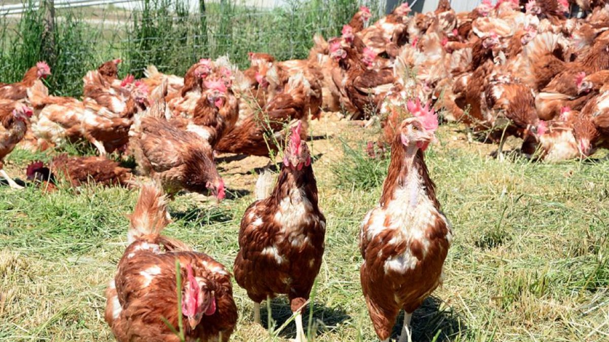 Las gallinas salen durante el día a las fincas de la explotación.-A. MARTÍNEZ