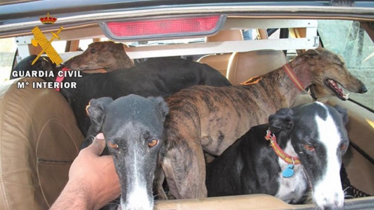 Galgos en el interior del vehículo.-EUROPA PRESS