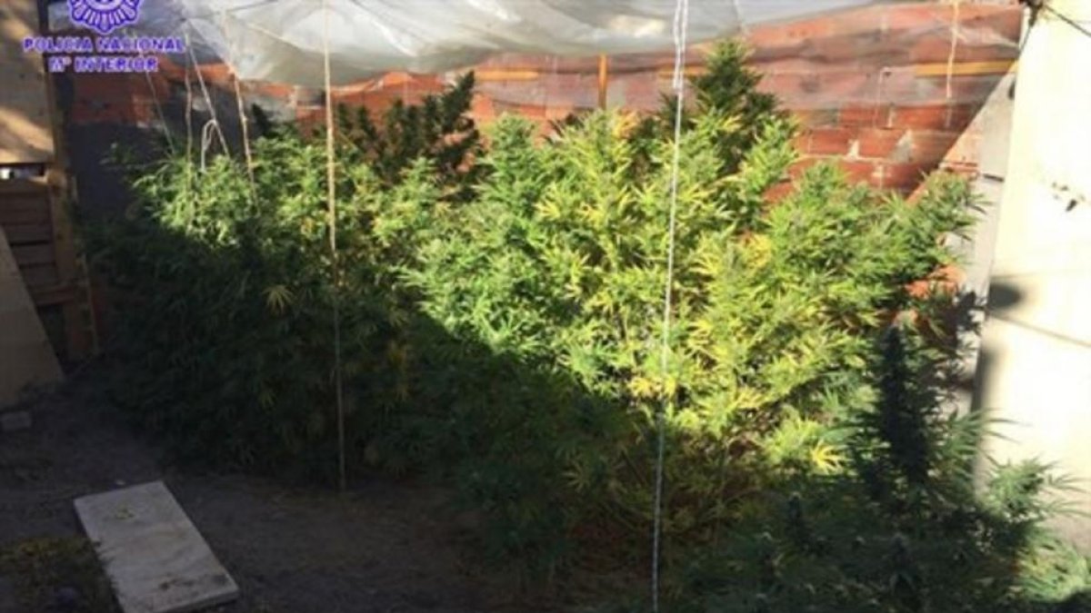 Una de las dos plantaciones desmanteladas.-EUROPA PRESS