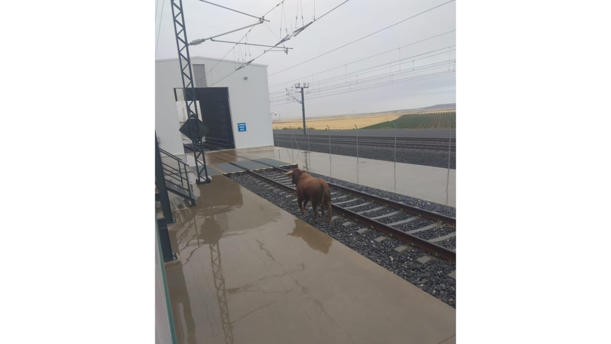 El toro que se escapó del encierro de Medina del Campo sobre las vías del tren