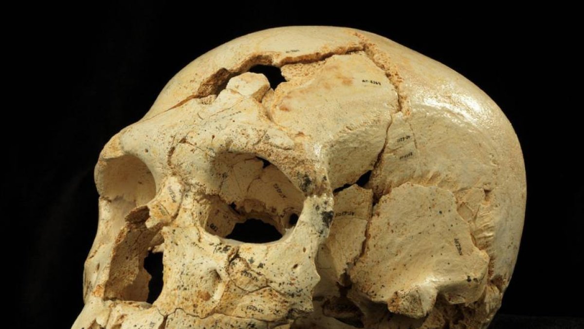 Un cráneo hallado en Atapuerca revela el primer caso documentado de asesinato conocido en la humanidad-ICAL