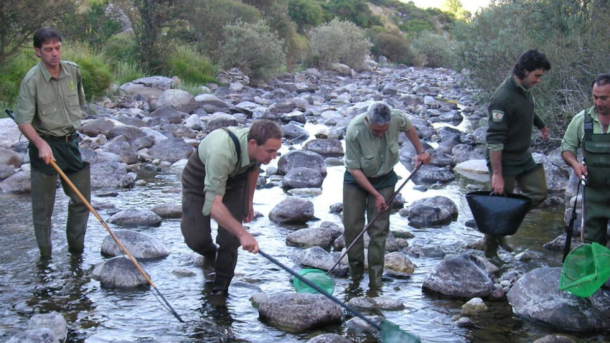 Celadores medioambientales realizando labores de rescate de truchas en un cauce regional hace dos temporadas. L. D. FUENTE