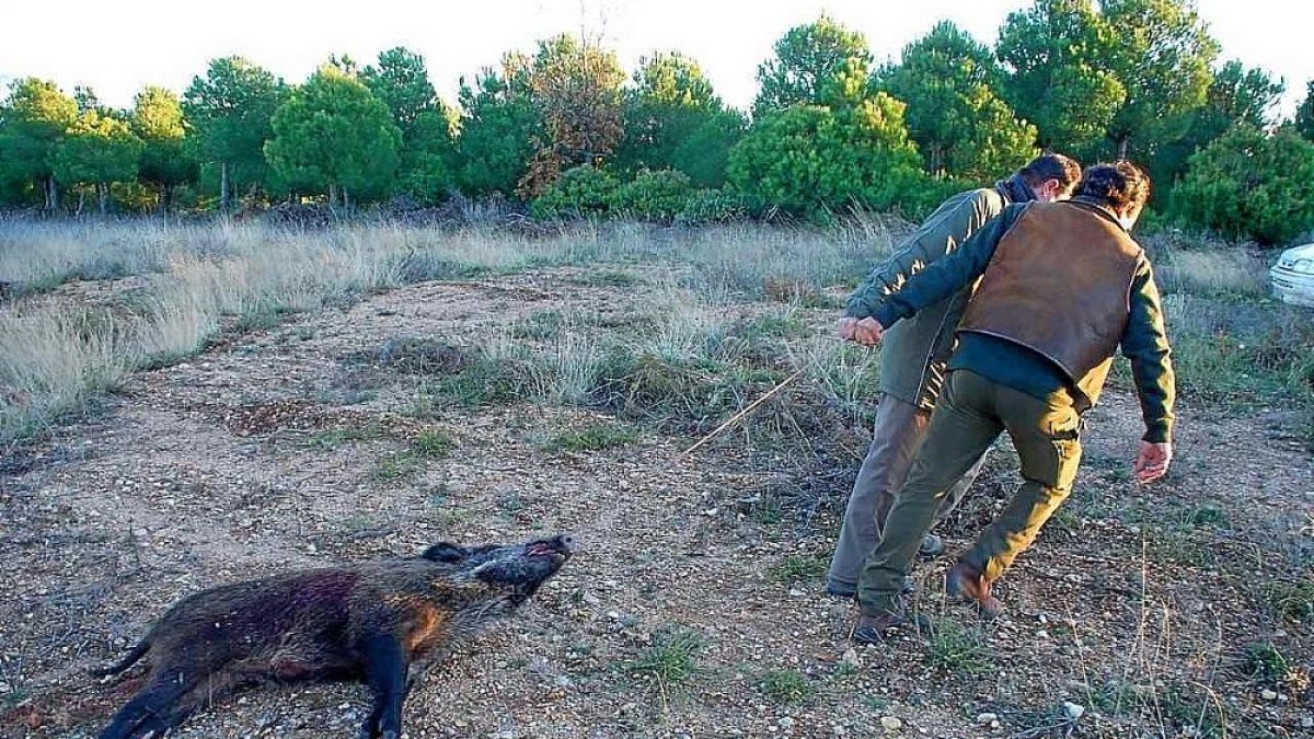 Dos monteros cobran un jabalí en una mancha regional la pasada temporada.-LEONARDO DE LA FUENTE