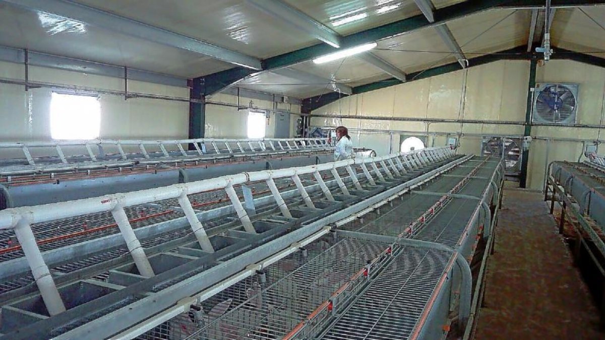 Una trabajadora supervisa los animales en la nave de una explotación cunícola de la Comunidad, una de las principales productoras del país.-J.S
